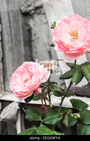 Rose fleur rose sur fond rose fleur rose floue dans le jardin des fleurs. Gouttes de pluie sur le pétale rose. Nature. Banque D'Images
