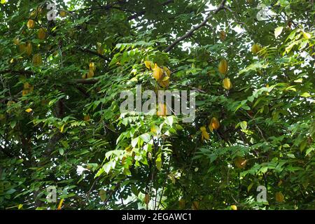 Averrhoa carambola - star fruit tree. Banque D'Images