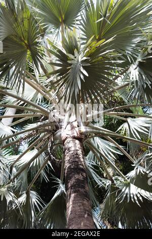 Bismarckia nobilis - palmiers bismarck. Banque D'Images