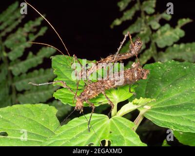 Accouplement d'insectes-bâtons épineux (phasmids) dans la forêt tropicale montagnarde la nuit près de Cosanga, en Équateur Banque D'Images