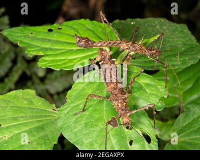 Paire d'insectes-bâtons épineux (phasmids) dans la forêt tropicale montagnarde la nuit près de Cosanga, en Équateur Banque D'Images