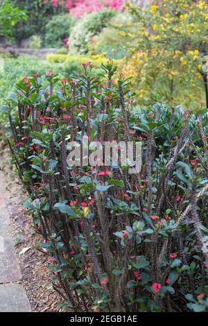 Euphorbia milii - Couronne d'épines. Banque D'Images