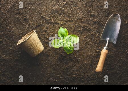 Plantation de basilic dans le potager Banque D'Images