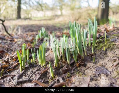 Daffodil sauvage (Narcisse pseudo-oncocisse) également connu sous le nom de Lent Lilly croissant sur une réserve naturelle dans la campagne de Herefordshire au Royaume-Uni, février 2021 Banque D'Images