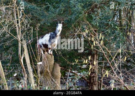 Cheddar, Royaume-Uni. 18 février 2021. Au cours d'un après-midi chaud, une chèvre sauvage se nourrissant de branches d'arbres et de verdure tout en faisant un exercice d'équilibrage sur une souche d'arbre hachée dans la célèbre gorge de Cheddar au Royaume-Uni. Crédit photo : Robert Timoney/Alay Live News Banque D'Images