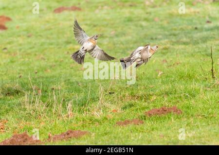 Fieldfare (Turdus pilaris) un visiteur d'hiver en vol, Bodenham Herefordshire UK. Février 2021 Banque D'Images