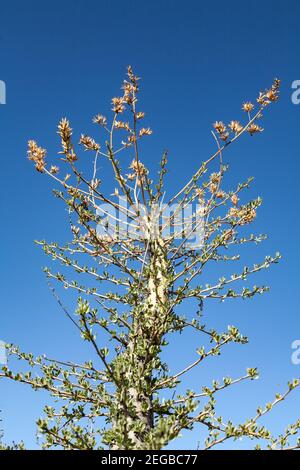 Haut en fleur d'un boojum ou cirio fouquieria columnaris à Baja California, Mexique Banque D'Images