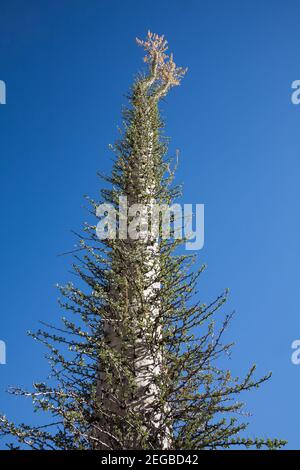 Grand boojum ou cirio fouquieria columnaris en Basse Californie, Mexique Banque D'Images