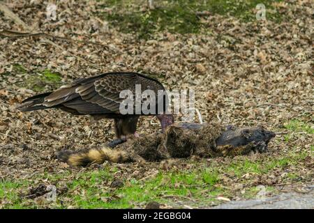 Une Vulture de la Turquie (Cathartes aura) Se nourrit d'une carcasse de Raccoon au San Joaquin National Refuge de la faune dans la vallée centrale de Californie États-Unis Banque D'Images