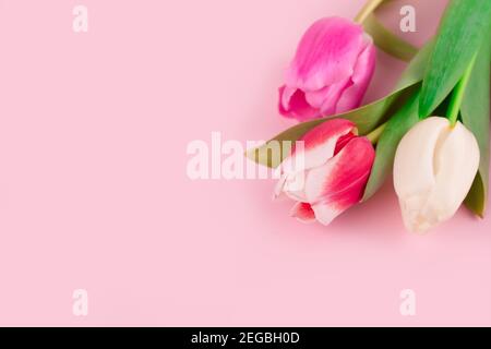 Bouquet de magnifiques tulipes colorées sur fond rose clair avec espace de copie pour le texte. Design pour carte de vœux - Fête des mères, Fête des femmes, 8 mars ou Banque D'Images