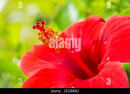 Close-up détail d'un hibiscus rosa sinensis rouge pétales de fleurs et la stigmatisation dans jardin Banque D'Images