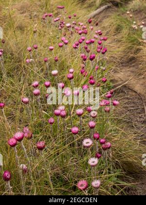 Une masse d'événons roses, Helicrysum Adenocarpum, en pleine floraison dans la prairie à côté d'un petit sentier de randonnée dans les montagnes du Drakensberg central Banque D'Images