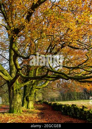 Hêtre dans la couleur spectaculaire de la fin de l'automne à Black Rocks Sur le sentier High Peak Cromford Derbyshire Peak District Angleterre ROYAUME-UNI Banque D'Images