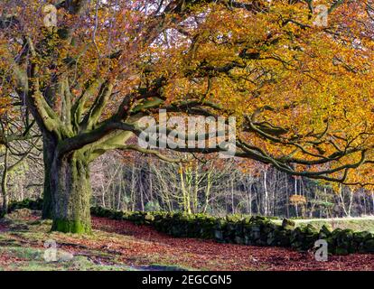 Hêtre dans la couleur spectaculaire de la fin de l'automne à Black Rocks Sur le sentier High Peak Cromford Derbyshire Peak District Angleterre ROYAUME-UNI Banque D'Images