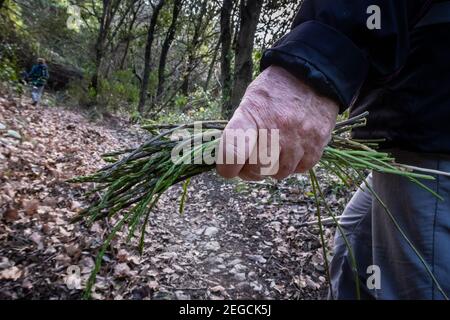 Main de personne inconnue avec récolte d'asperges pendant le trekking dans les bois et les chemins des collines de Livourne du Palazzine à Rosignano Marittimo, Tu Banque D'Images