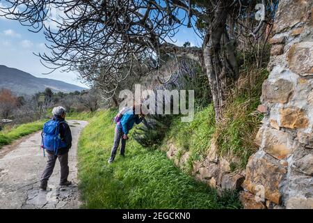 LIVOURNE, ITALIE - 25 FÉVRIER 2020: Deux inconnus sentent les fleurs de romarin le long du chemin pendant le trekking dans les bois des collines de Livourne fro Banque D'Images