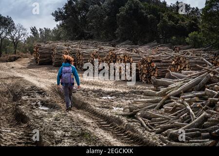 LIVOURNE, ITALIE - 25 FÉVRIER 2020: Des inconnus marchent le long de la coupe de bois et des marques de pneus de tracteur pendant la randonnée dans les bois de Rosignano mari Banque D'Images