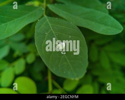 Petites gouttes de rosée du matin sur une petite feuille Banque D'Images