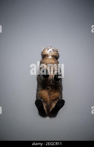 vue de dessous de tabby cat debout sur une table en verre transparent recherche avec l'espace de copie Banque D'Images