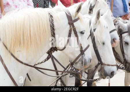 Les chevaux de Camargue attendent devant l'église des Saintes Marie de la Mer pour que le service de l'église se termine et que la procession à la mer commence. Le ho local Banque D'Images