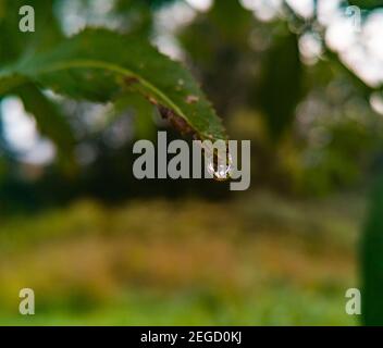 Petite goutte de rosée du matin sur le bord de feuille Banque D'Images