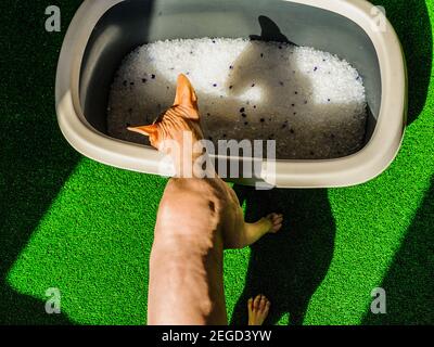 Bac à litière gris avec sable sur le sol de la salle de bains. Mastic pour chats et toilettes Sphynx Banque D'Images