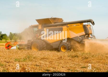 Le secoueur rotatif coupe et batte le grain de blé mûr. Moissonneuses-batteuses avec barre de coupe à grain, épandeur de menue paille large pour récolter les épis de céréales. Récolte récoltant Banque D'Images