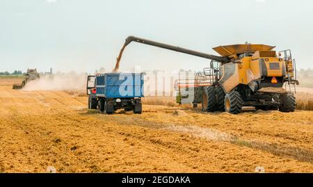 Déchargement des grains dans le chariot par la vis de vidange. Les moissonneuses-batteuses coupent et batte le grain de blé mûr. Récolte de blé sur le terrain en été Banque D'Images