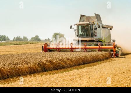 Le secoueur rotatif coupe et batte le grain de blé mûr. Homme dans les moissonneuses-batteuses avec barre de coupe à grain, épandeur de menue paille large qui récolte les épis de céréales. Rassemblement Banque D'Images