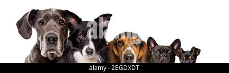 cinq chiens de différentes tailles isolés sur un fond blanc Banque D'Images