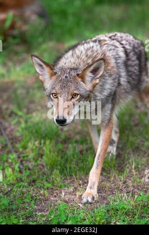 Coyote adulte (Canis latrans) trots Forwatd été - animal captif Banque D'Images