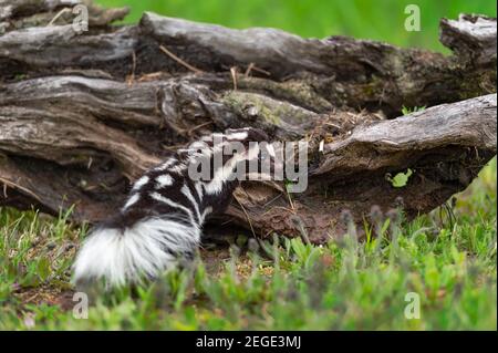 Skunk à pois de l'est (Spilogale putorius) Se met en marche lors de l'escalade sur Log Summer - animal captif Banque D'Images