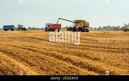 Déchargement des grains dans le chariot par la vis de vidange. Les moissonneuses-batteuses coupent et batte le grain de blé mûr. Récolte de blé sur le terrain en été Banque D'Images