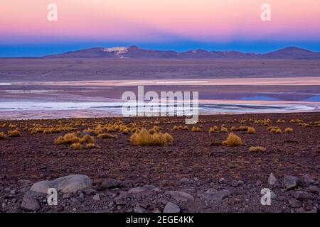 Laguna Colorada / lagune Rouge au coucher du soleil, lac salé dans la réserve nationale de faune andine Eduardo Avaroa, province de sur Lípez, département de Potosí, Bolivie Banque D'Images