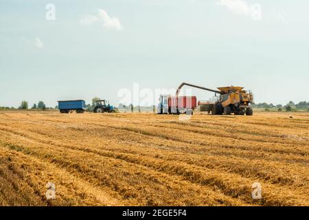 Déchargement des grains dans le chariot par la vis de vidange. Les moissonneuses-batteuses coupent et batte le grain de blé mûr. Récolte de blé sur le terrain en été Banque D'Images