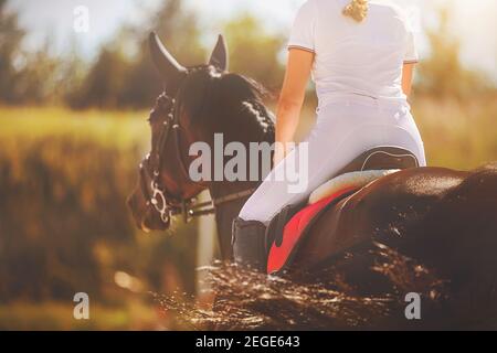 Un cheval rapide de baie avec un cavalier dans une selle rouge gaille dans la distance, illuminé par la lumière du soleil vive un jour d'été. Banque D'Images