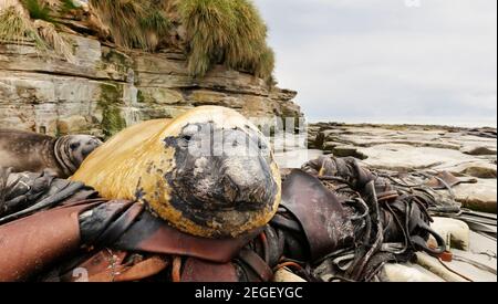 Gros plan du phoque éléphant adulte muant, situé sur les mauvaises herbes marines d'une île Sea Lion, îles Falkland. Banque D'Images