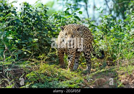 Gros plan d'une Jaguar dans une jungle, South Pantanal, Brésil. Banque D'Images