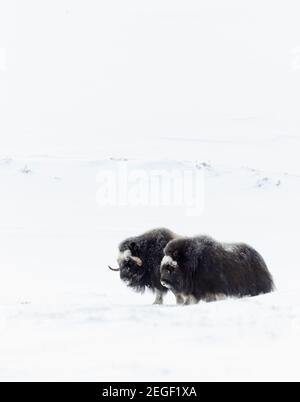 Deux mâles de boeuf musqué debout dans la neige dans les montagnes Dovrefjell, en Norvège. Banque D'Images