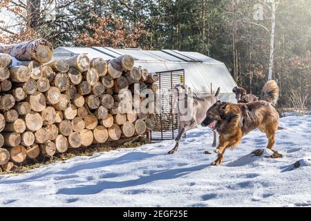 Les chiens traversent une prairie enneigée. Jour d'hiver ensoleillé à la ferme. Jeux pour chiens. Banque D'Images