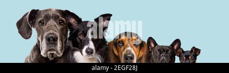 cinq chiens de différentes tailles isolés dans un pastel bleu clair arrière-plan Banque D'Images