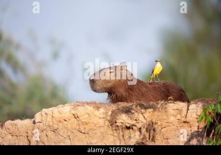 Gros plan d'un Capybara avec un oiseau Cattle tyrant assis sur un dos, South Pantanal, Brésil. Banque D'Images