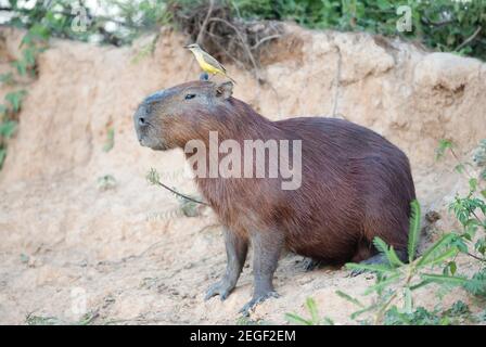 Gros plan d'un Capybara avec un oiseau Cattle tyrant assis sur une tête, South Pantanal, Brésil. Banque D'Images