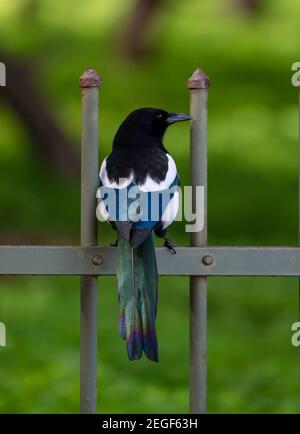 Μagpie oiseau sauvage, pica-pica, europian, commun, magpie eurasienne, isolé sur les rails gris. Célèbre voleur intelligent, chareenger, noir, blanc et métallique b Banque D'Images