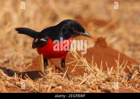 Shrike cramoisi, Laniarius épicoccineus, perchée au sol parmi les herbes, Bela-Bela, province de Limpopo, Afrique du Sud Banque D'Images