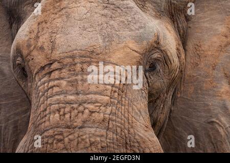 Portrait de l'éléphant d'Afrique mature, Loxodonta africana, taureau, quartier de Letaba, parc national Kruger, Afrique du Sud Banque D'Images