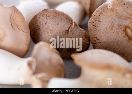 Détail de champignons assemblés, champignons King Oyster, Champignon, Kräuterseitling, arrière-plan Banque D'Images