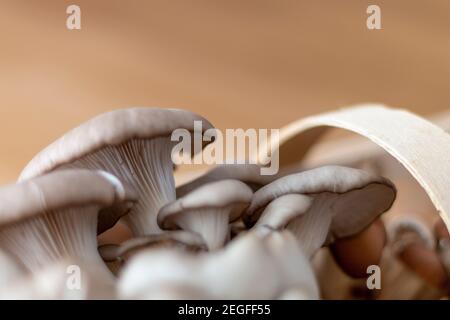 Détail de champignons assemblés, champignons King Oyster, Champignon, Kräuterseitling, arrière-plan Banque D'Images