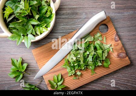 Utilisation de jeunes feuilles de goutades fraîches pour la nourriture au printemps. Aegopodium podaglaria communément appelé aîné de terrain, herbe gerard, la mauvaise herbe de l'évêque, goutte wort. Banque D'Images