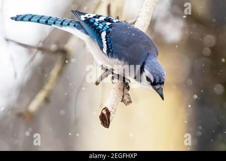 geai bleu dans l'habitat d'hiver Banque D'Images